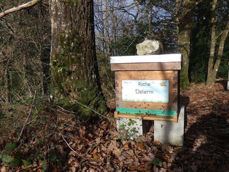 La ruche Delerm
