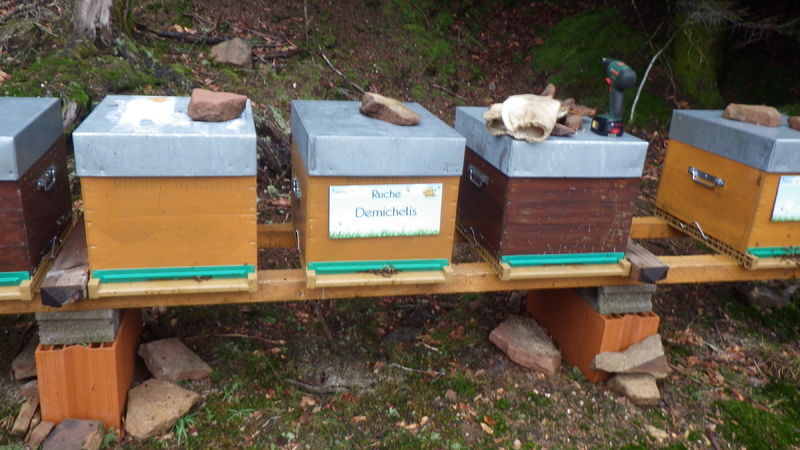 La ruche Demichelis
