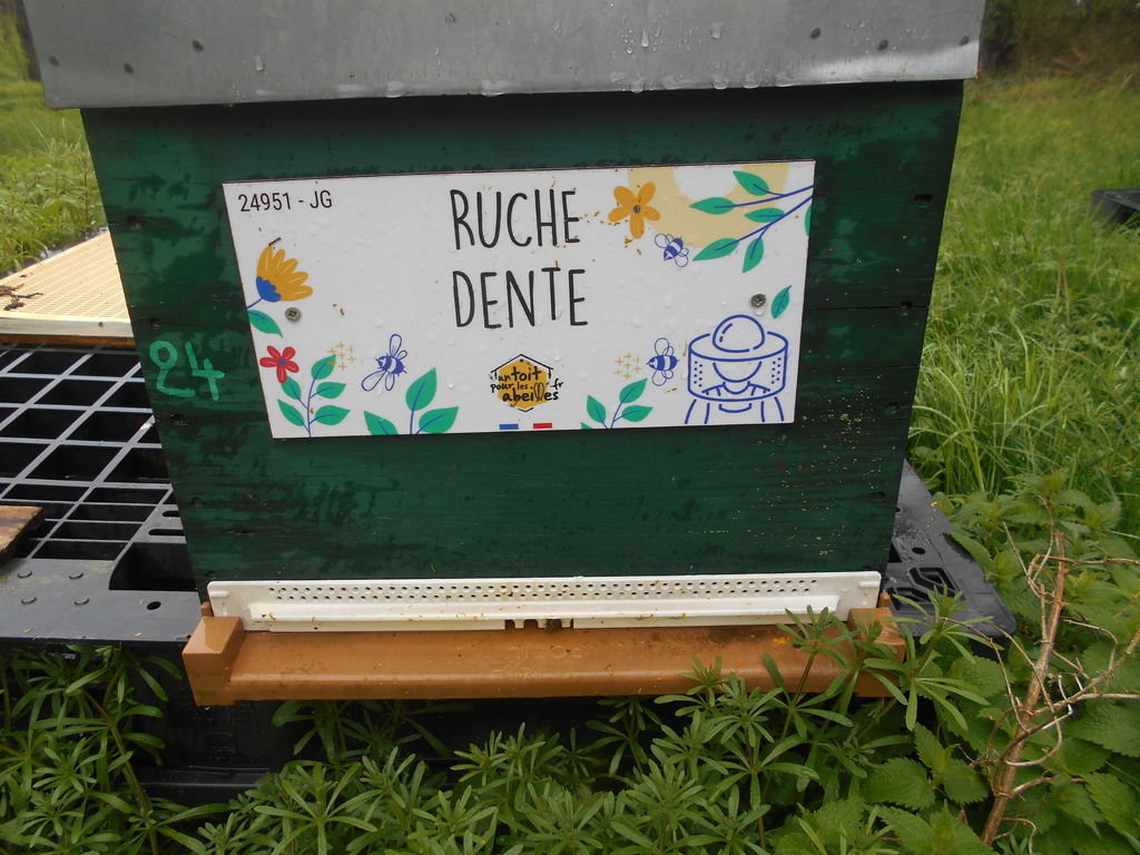 La ruche Dente