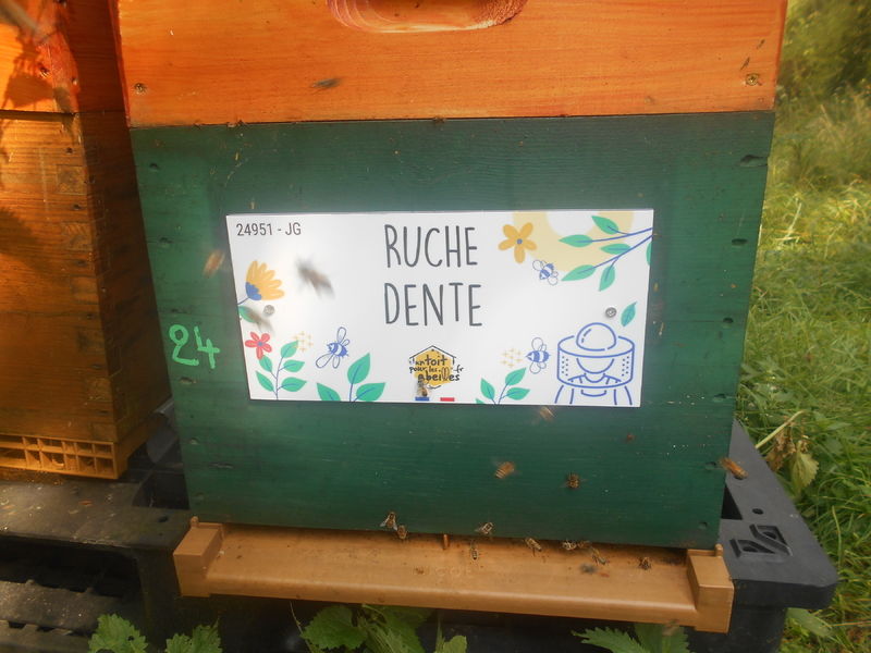 La ruche Dente