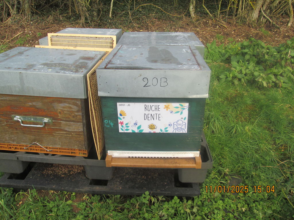 La ruche Dente