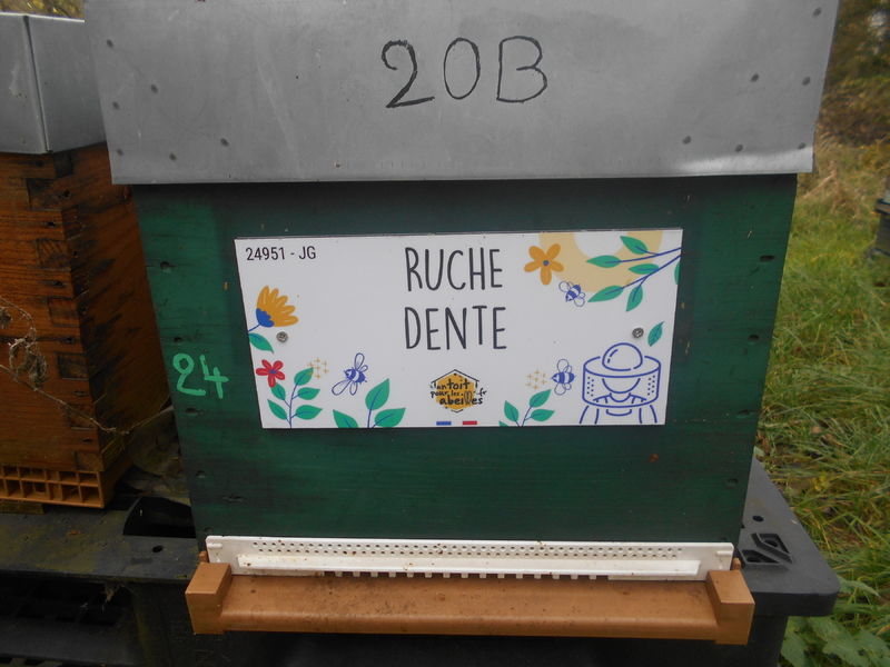 La ruche Dente