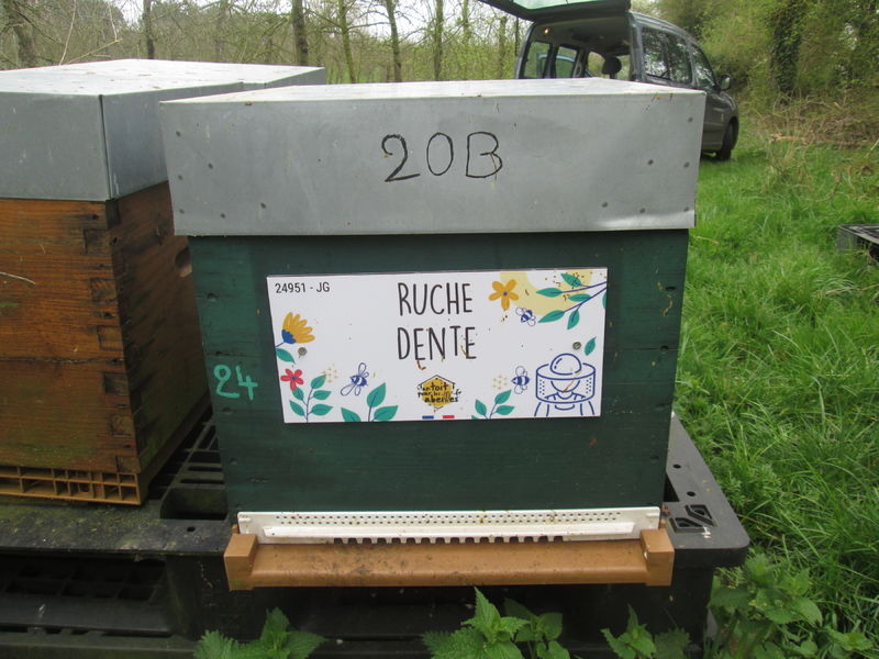 La ruche Dente