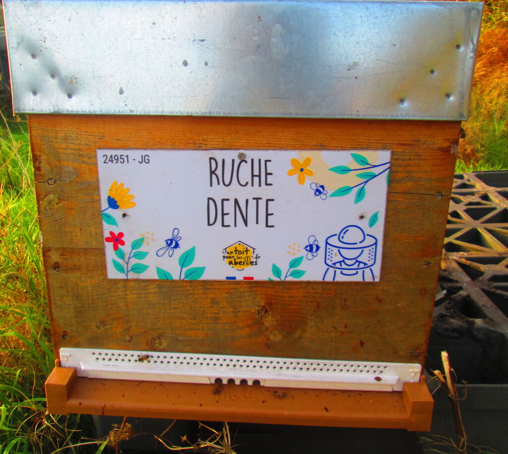 La ruche Dente