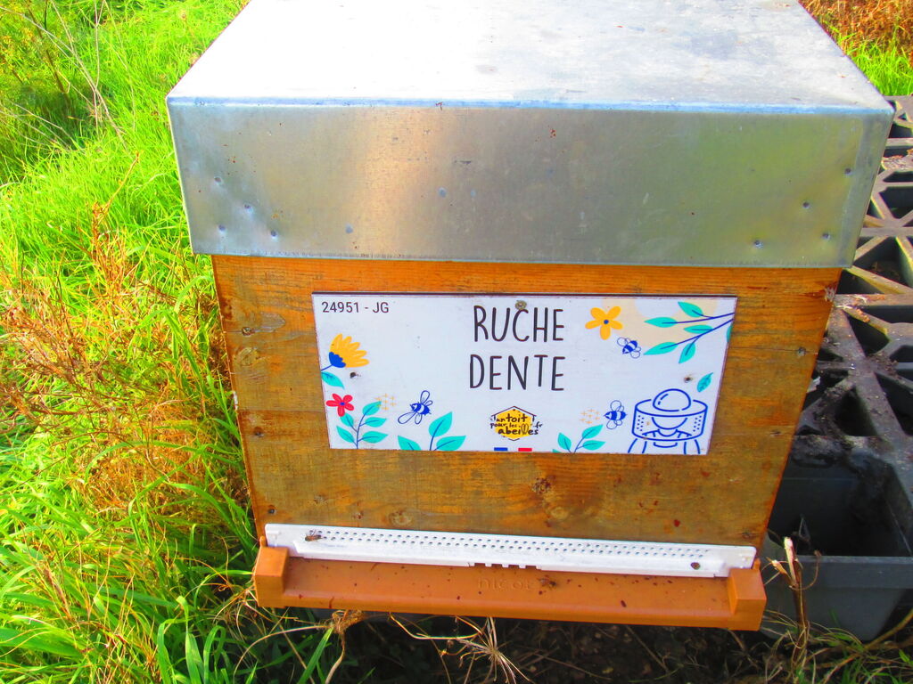 La ruche Dente