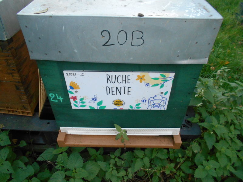 La ruche Dente
