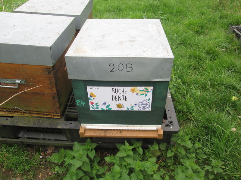 La ruche Dente