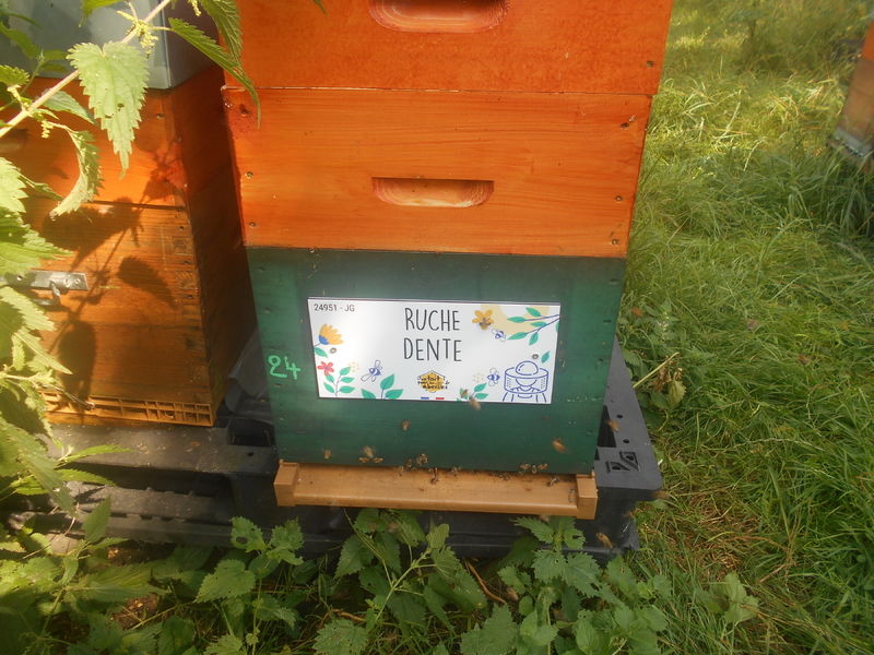 La ruche Dente