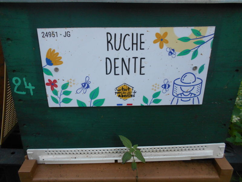 La ruche Dente