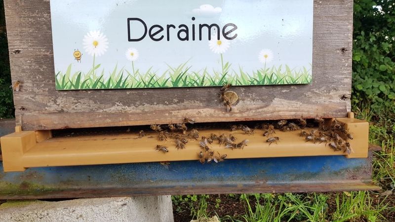 La ruche Deraime