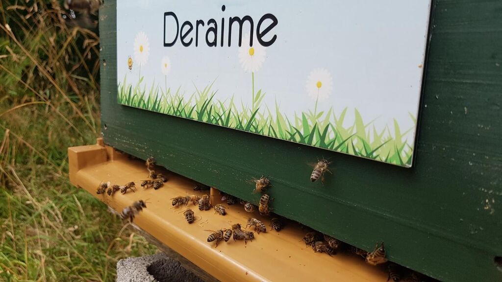 La ruche Deraime