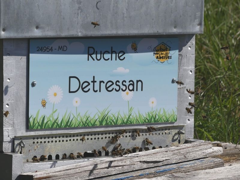 La ruche Detressan