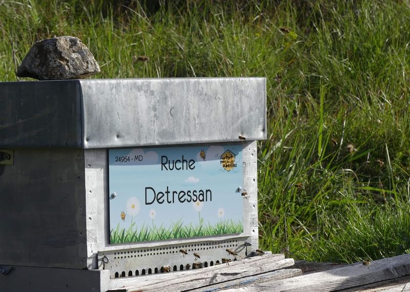 La ruche Detressan