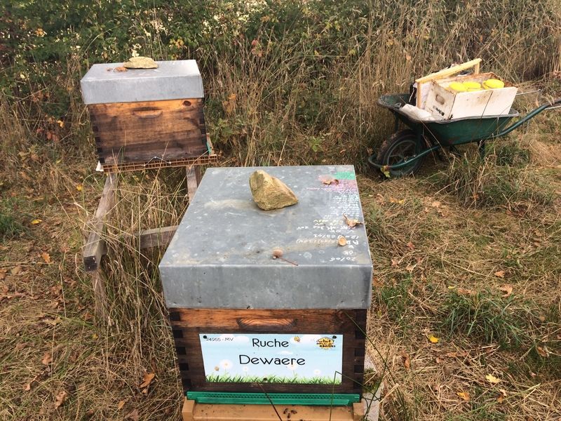 La ruche Dewaere