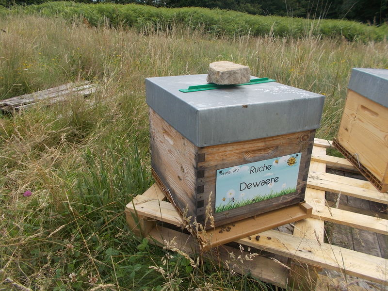 La ruche Dewaere