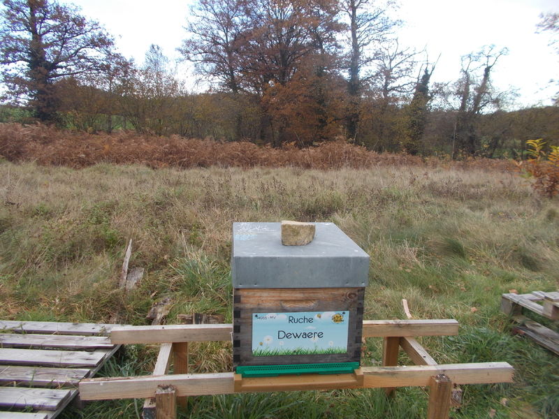 La ruche Dewaere