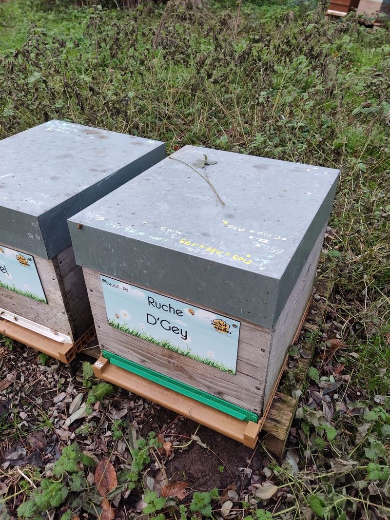 La ruche D