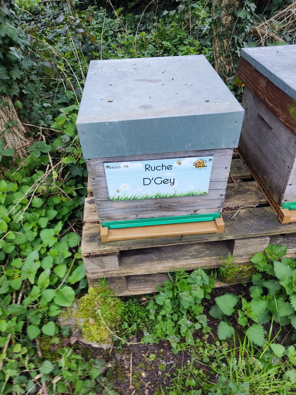 La ruche D