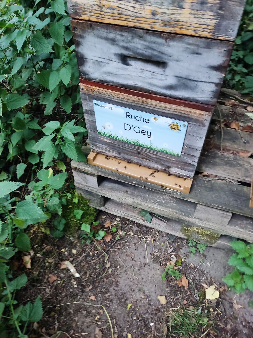 La ruche D