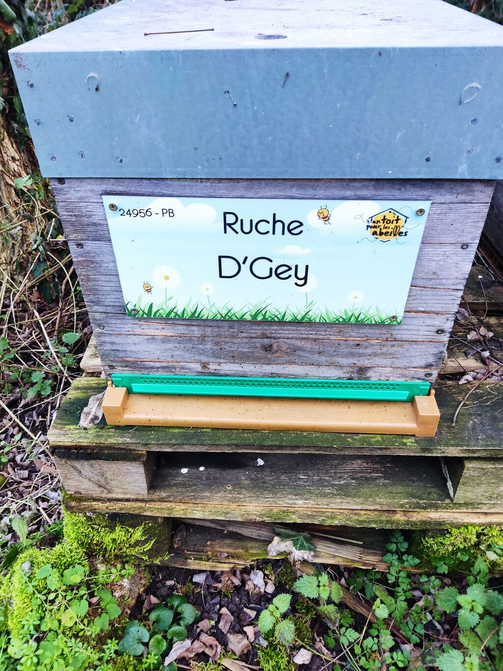 La ruche D