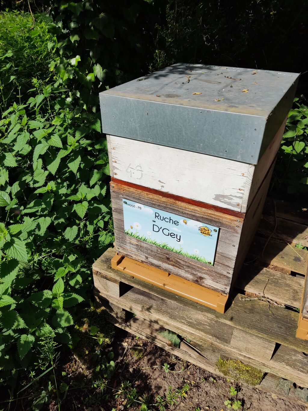 La ruche D
