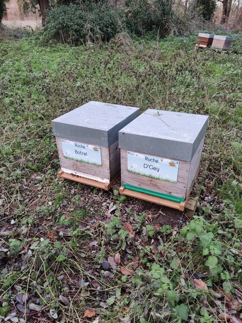 La ruche D