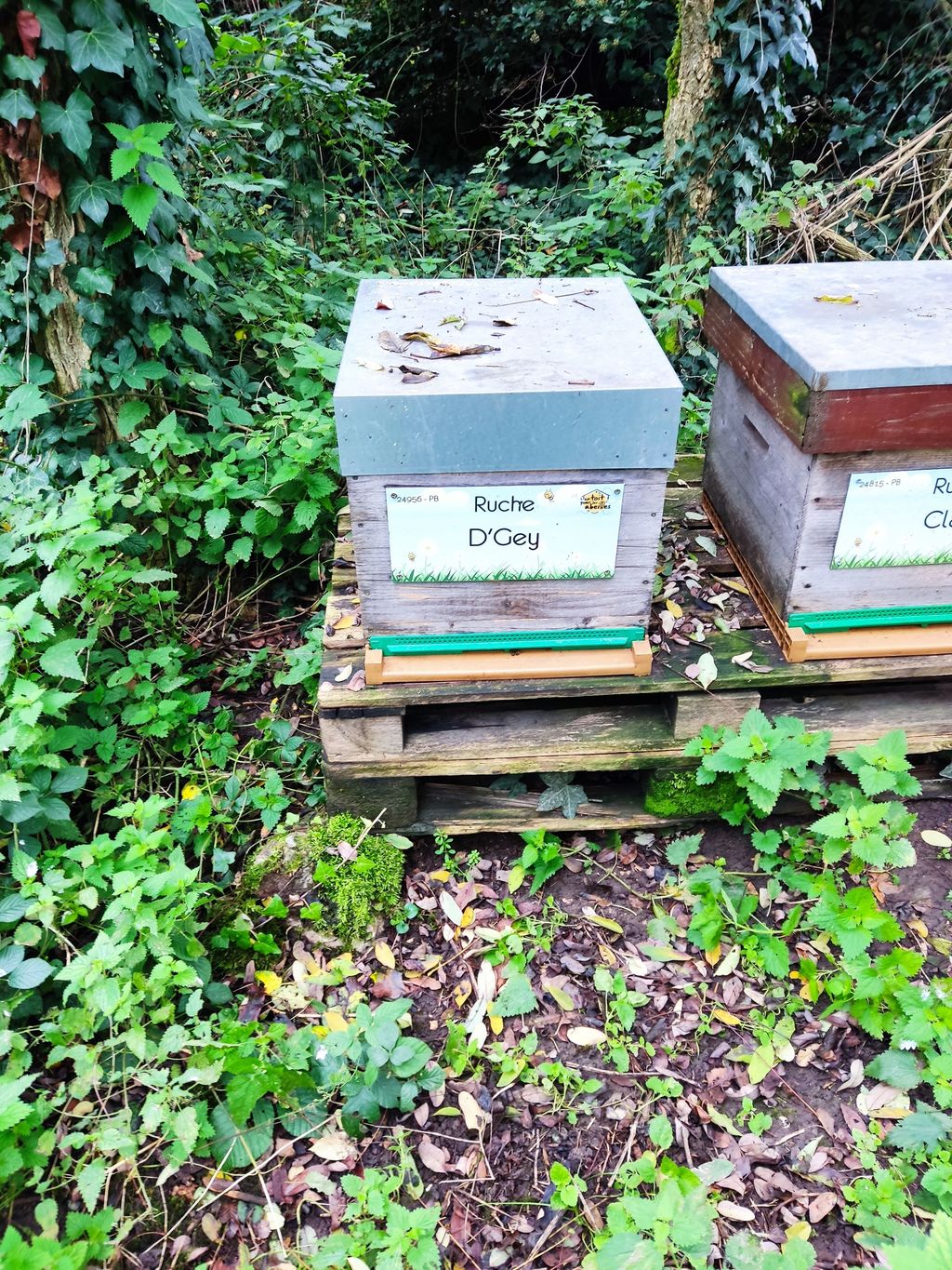 La ruche D