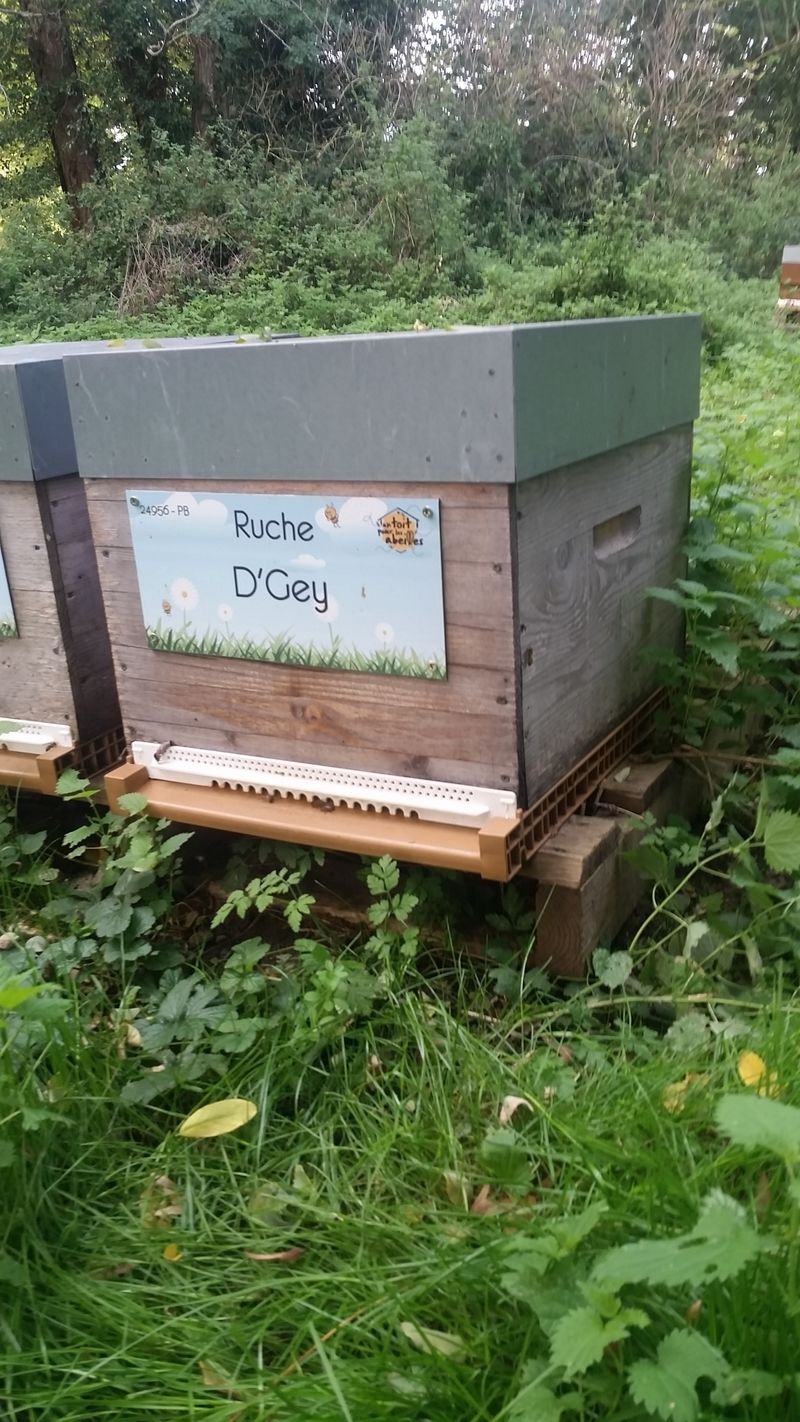 La ruche D