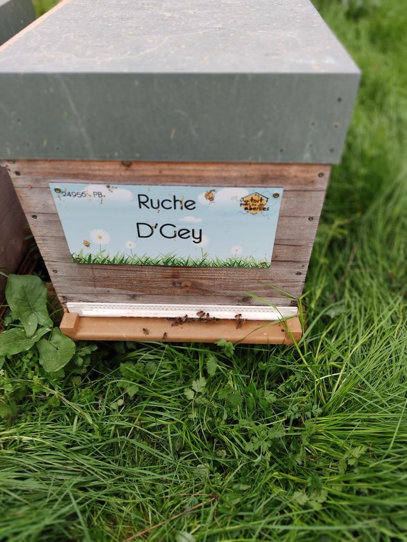 La ruche D