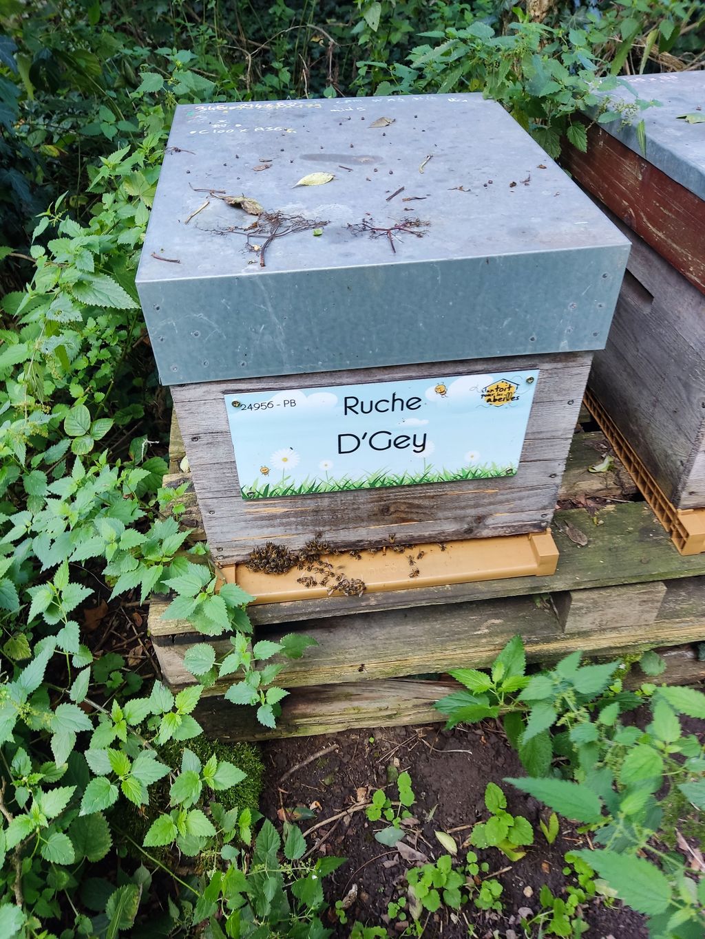 La ruche D