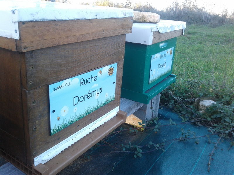 La ruche Dorémus