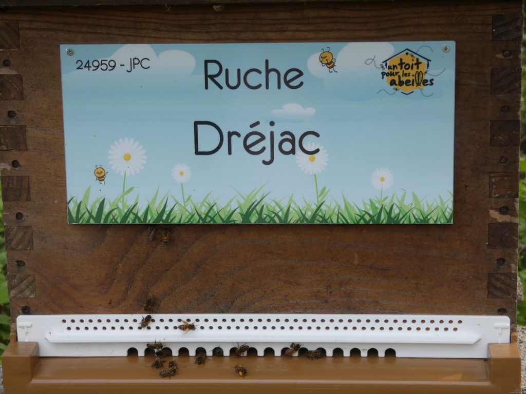 La ruche Dréjac