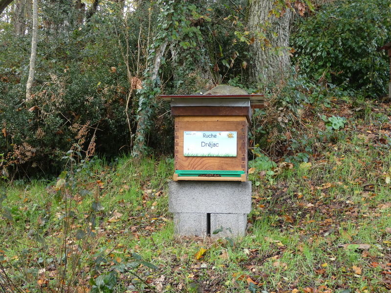 La ruche Dréjac