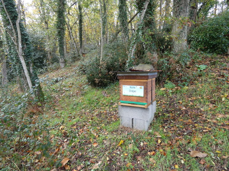La ruche Dréjac