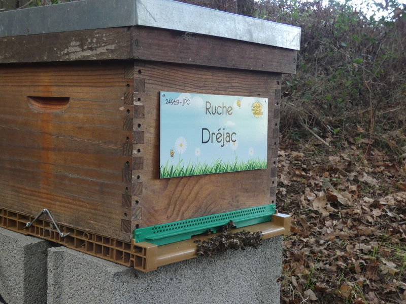 La ruche Dréjac