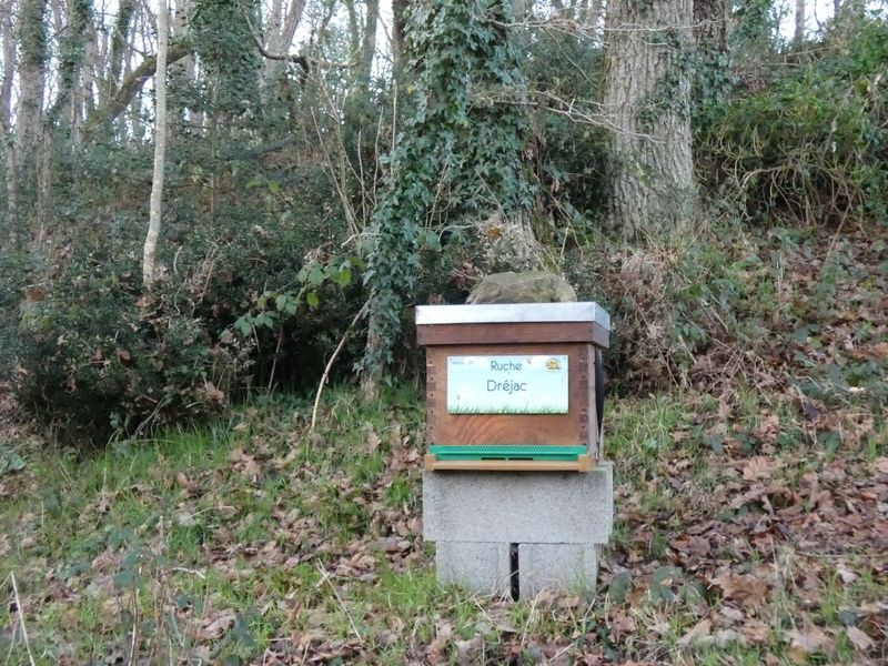 La ruche Dréjac