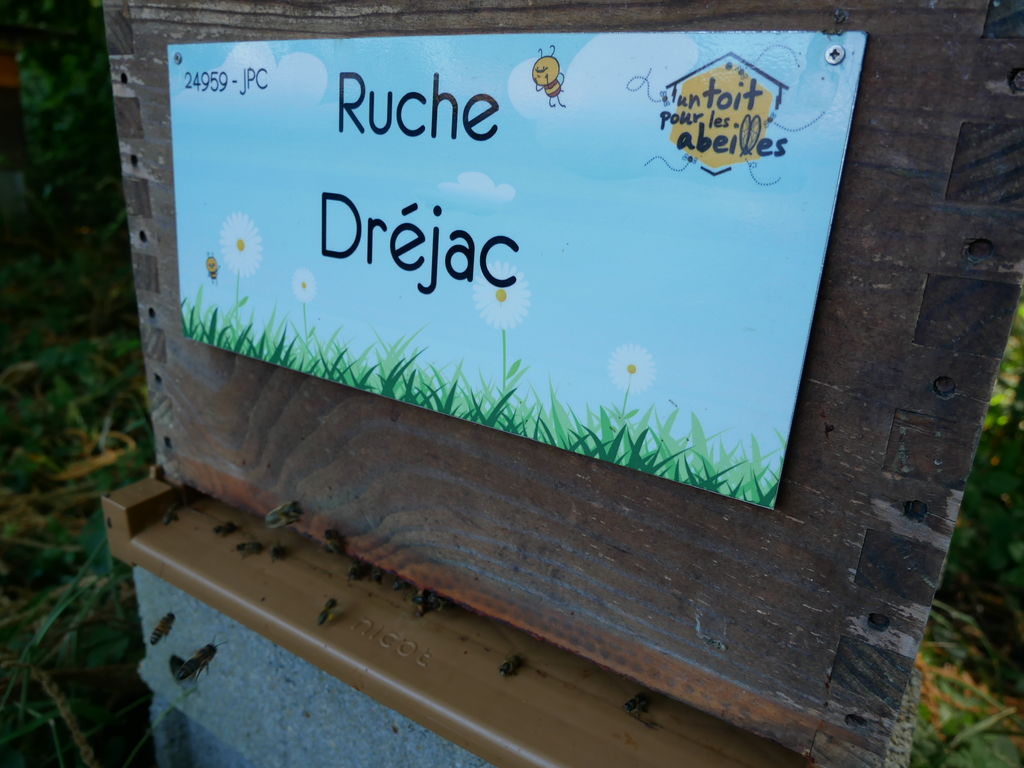 La ruche Dréjac