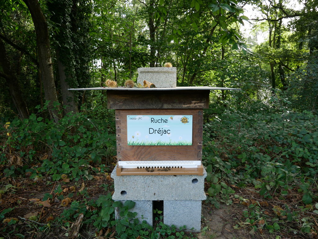 La ruche Dréjac