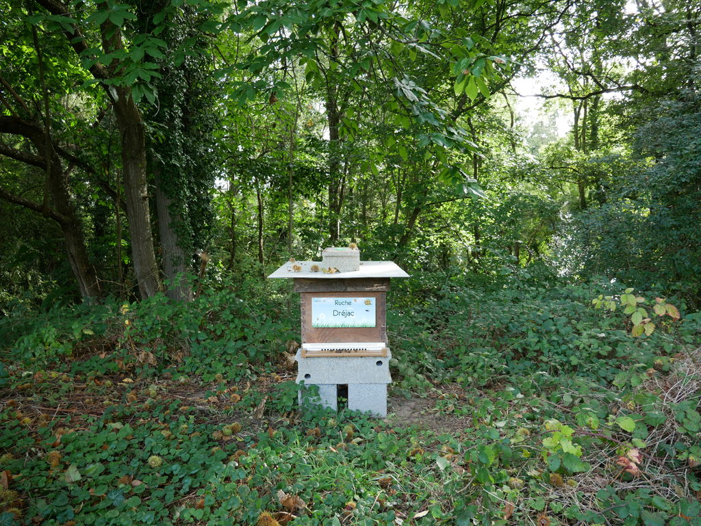 La ruche Dréjac