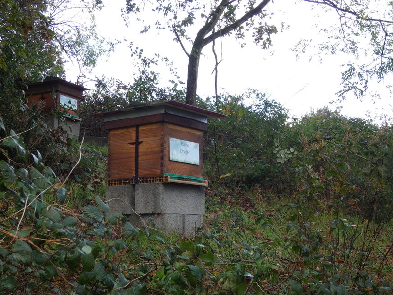 La ruche Dréjac