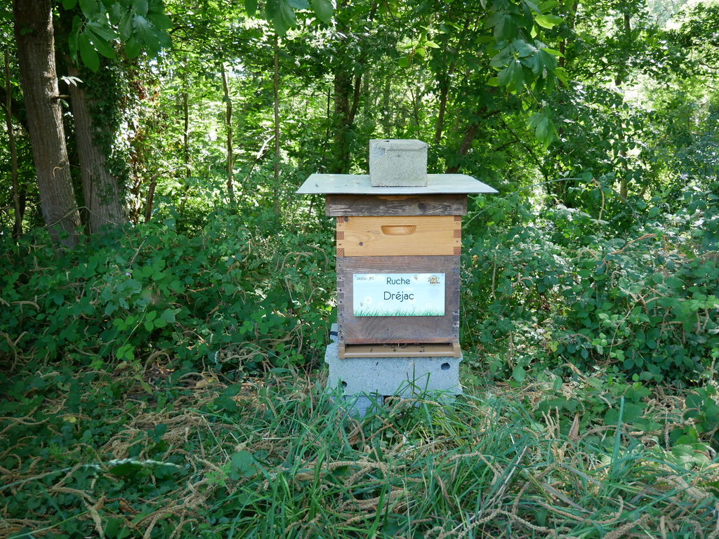 La ruche Dréjac