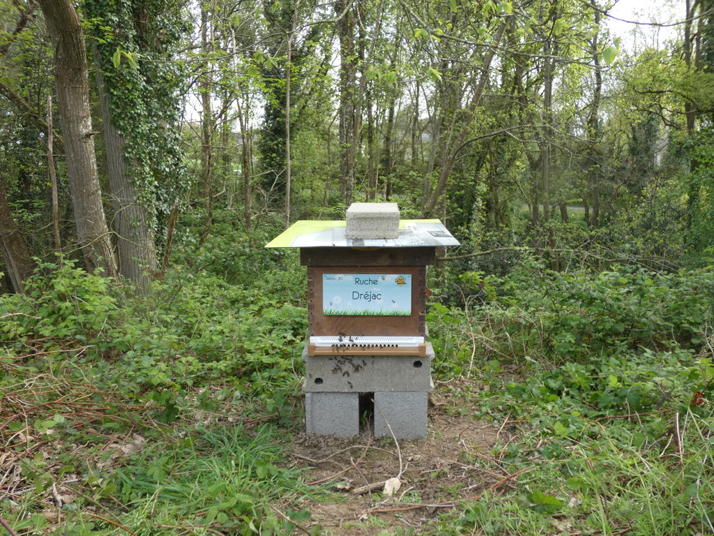 La ruche Dréjac