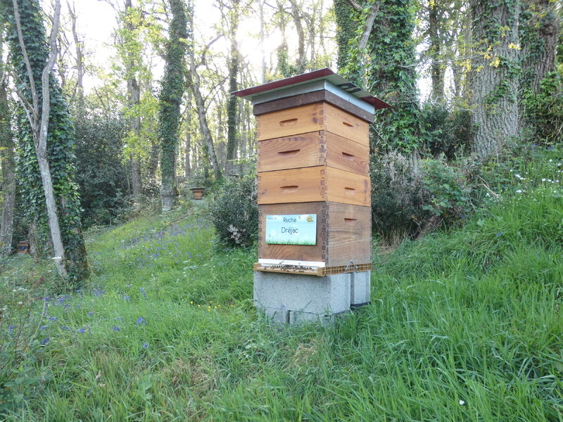 La ruche Dréjac