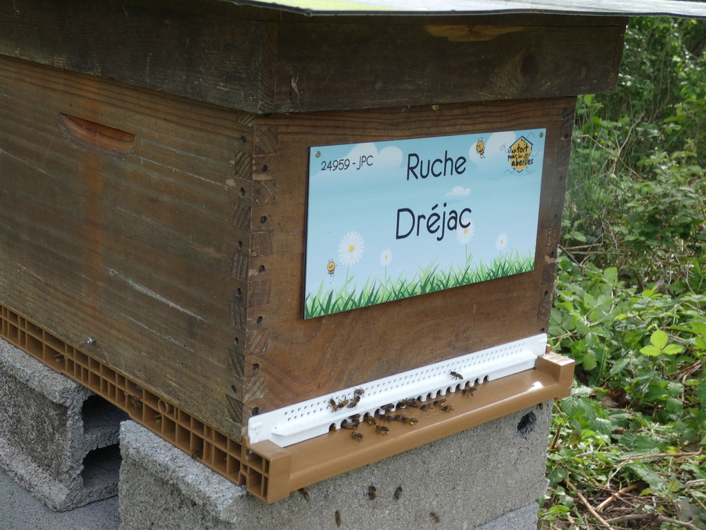 La ruche Dréjac