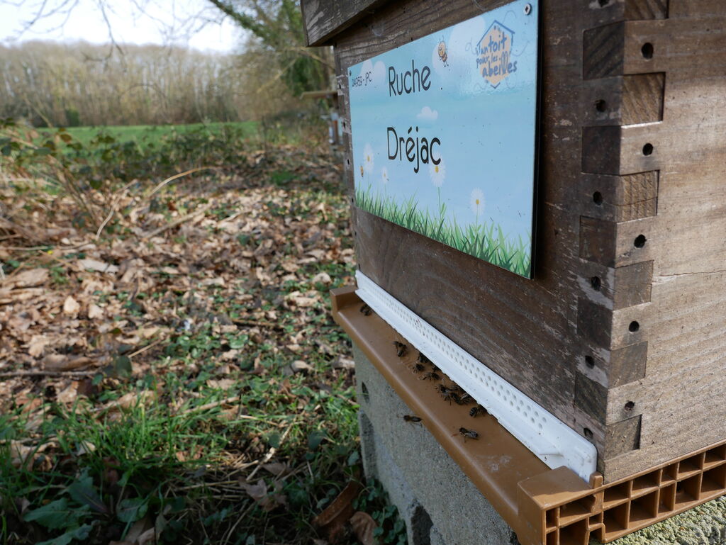 La ruche Dréjac