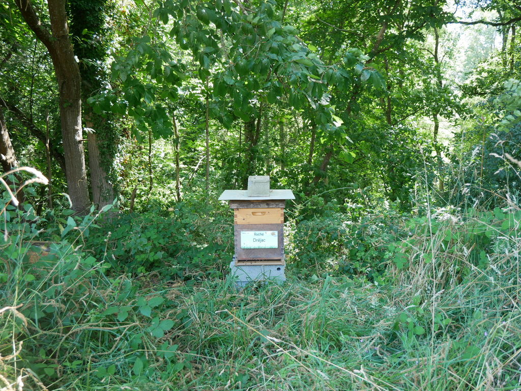 La ruche Dréjac