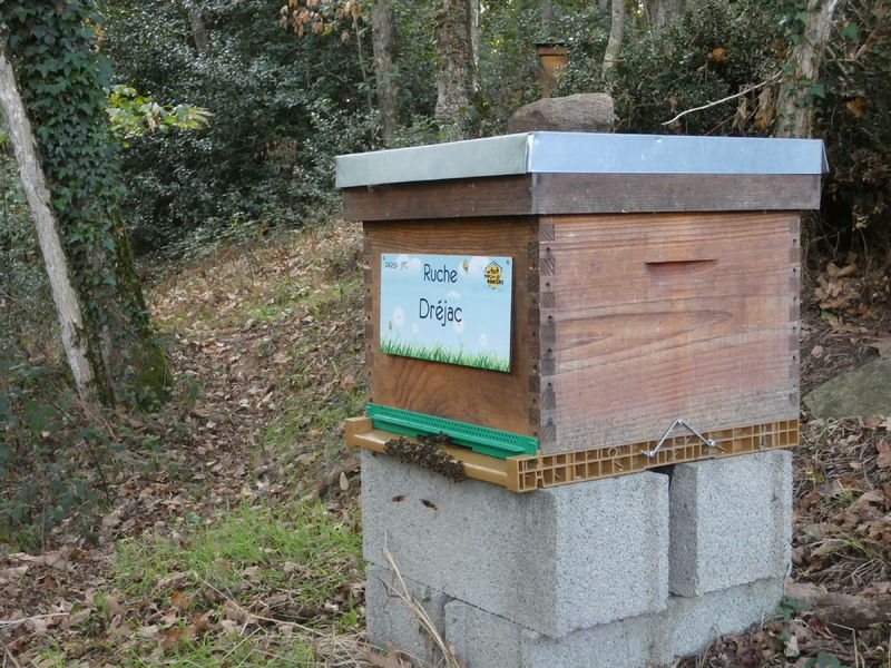 La ruche Dréjac