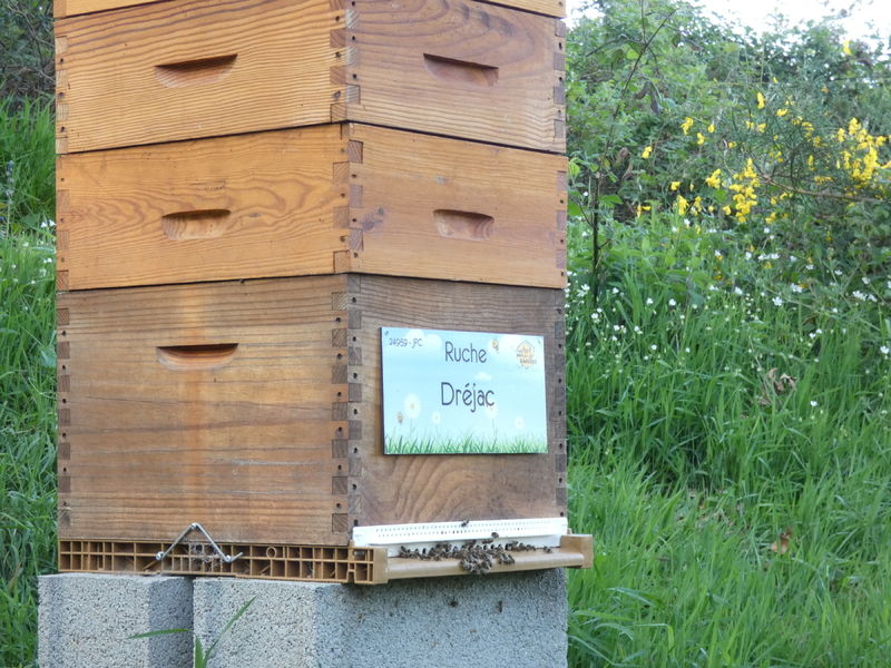 La ruche Dréjac
