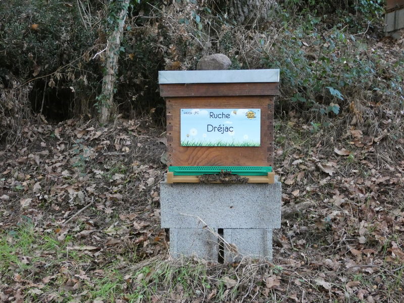 La ruche Dréjac