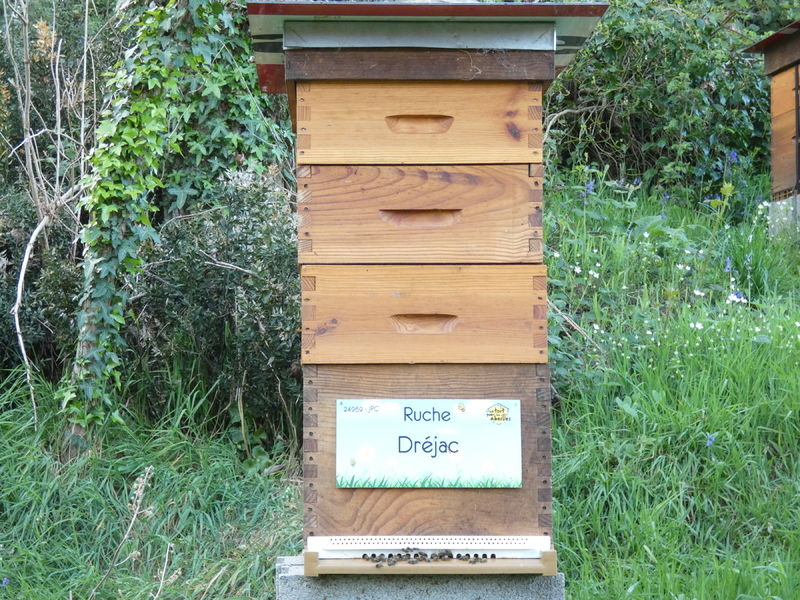 La ruche Dréjac